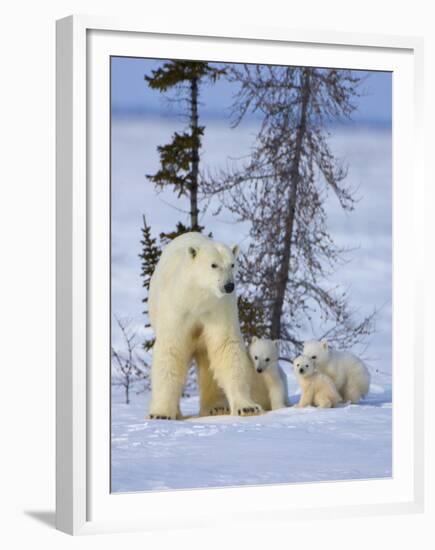 Mother Polar Bear with Three Cubs on the Tundra, Wapusk National Park, Manitoba, Canada-Keren Su-Framed Premium Photographic Print