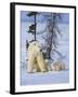 Mother Polar Bear with Three Cubs on the Tundra, Wapusk National Park, Manitoba, Canada-Keren Su-Framed Premium Photographic Print