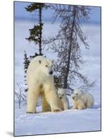 Mother Polar Bear with Three Cubs on the Tundra, Wapusk National Park, Manitoba, Canada-Keren Su-Mounted Premium Photographic Print