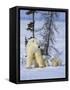 Mother Polar Bear with Three Cubs on the Tundra, Wapusk National Park, Manitoba, Canada-Keren Su-Framed Stretched Canvas