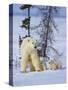 Mother Polar Bear with Three Cubs on the Tundra, Wapusk National Park, Manitoba, Canada-Keren Su-Stretched Canvas