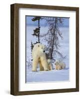 Mother Polar Bear with Three Cubs on the Tundra, Wapusk National Park, Manitoba, Canada-Keren Su-Framed Photographic Print