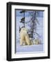 Mother Polar Bear with Three Cubs on the Tundra, Wapusk National Park, Manitoba, Canada-Keren Su-Framed Photographic Print