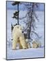 Mother Polar Bear with Three Cubs on the Tundra, Wapusk National Park, Manitoba, Canada-Keren Su-Mounted Photographic Print