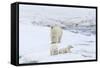 Mother Polar Bear-Gabrielle and Michel Therin-Weise-Framed Stretched Canvas