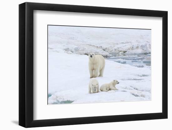 Mother Polar Bear-Gabrielle and Michel Therin-Weise-Framed Photographic Print