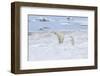 Mother Polar Bear-Gabrielle and Michel Therin-Weise-Framed Photographic Print