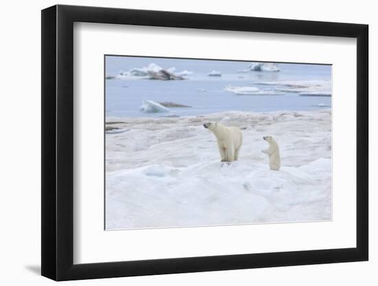 Mother Polar Bear-Gabrielle and Michel Therin-Weise-Framed Photographic Print