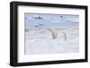 Mother Polar Bear-Gabrielle and Michel Therin-Weise-Framed Photographic Print