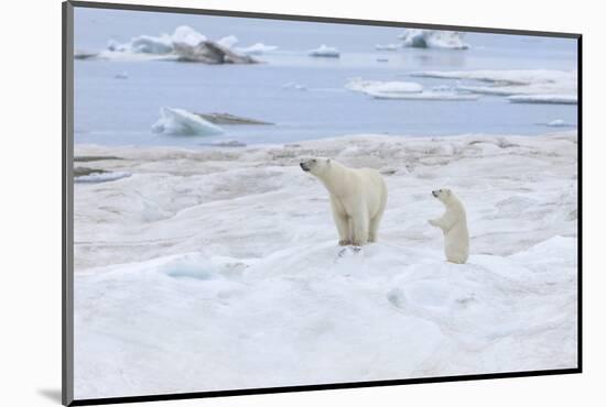 Mother Polar Bear-Gabrielle and Michel Therin-Weise-Mounted Photographic Print