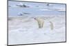 Mother Polar Bear-Gabrielle and Michel Therin-Weise-Mounted Photographic Print