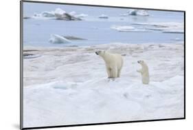 Mother Polar Bear-Gabrielle and Michel Therin-Weise-Mounted Photographic Print