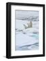 Mother Polar Bear-Gabrielle and Michel Therin-Weise-Framed Photographic Print