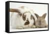 Mother Rabbit and Baby-Mark Taylor-Framed Stretched Canvas