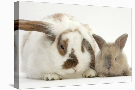 Mother Rabbit and Baby-Mark Taylor-Stretched Canvas