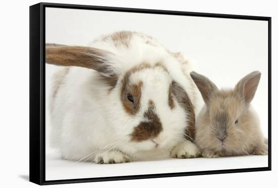 Mother Rabbit and Baby-Mark Taylor-Framed Stretched Canvas