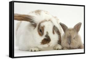 Mother Rabbit and Baby-Mark Taylor-Framed Stretched Canvas