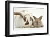 Mother Rabbit and Baby-Mark Taylor-Framed Photographic Print