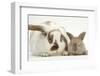 Mother Rabbit and Baby-Mark Taylor-Framed Photographic Print