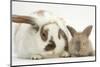 Mother Rabbit and Baby-Mark Taylor-Mounted Photographic Print