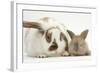 Mother Rabbit and Baby-Mark Taylor-Framed Photographic Print