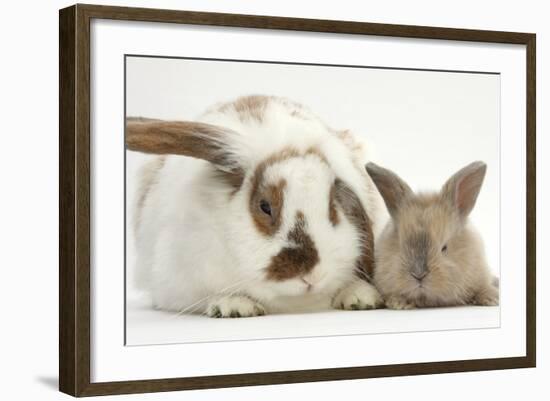 Mother Rabbit and Baby-Mark Taylor-Framed Photographic Print