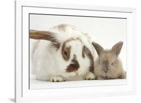 Mother Rabbit and Baby-Mark Taylor-Framed Photographic Print