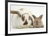 Mother Rabbit and Baby-Mark Taylor-Framed Photographic Print