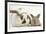 Mother Rabbit and Baby-Mark Taylor-Framed Photographic Print