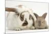 Mother Rabbit and Baby-Mark Taylor-Mounted Photographic Print