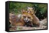 Mother Red Fox and Pups-W. Perry Conway-Framed Stretched Canvas