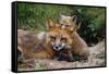 Mother Red Fox and Pups-W. Perry Conway-Framed Stretched Canvas