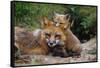 Mother Red Fox and Pups-W. Perry Conway-Framed Stretched Canvas