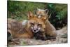 Mother Red Fox and Pups-W. Perry Conway-Stretched Canvas