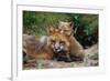 Mother Red Fox and Pups-W. Perry Conway-Framed Photographic Print