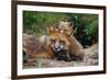 Mother Red Fox and Pups-W. Perry Conway-Framed Photographic Print