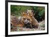 Mother Red Fox and Pups-W. Perry Conway-Framed Photographic Print