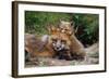 Mother Red Fox and Pups-W. Perry Conway-Framed Photographic Print