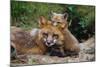 Mother Red Fox and Pups-W. Perry Conway-Mounted Photographic Print