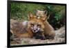 Mother Red Fox and Pups-W. Perry Conway-Framed Photographic Print