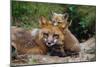 Mother Red Fox and Pups-W. Perry Conway-Mounted Photographic Print