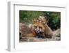 Mother Red Fox and Pups-W. Perry Conway-Framed Photographic Print