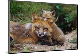 Mother Red Fox and Pups-W. Perry Conway-Mounted Photographic Print