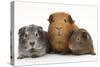 Mother Red Guinea Pig with Silver and Chocolate Babies in Line-Mark Taylor-Stretched Canvas