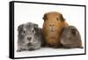 Mother Red Guinea Pig with Silver and Chocolate Babies in Line-Mark Taylor-Framed Stretched Canvas