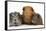 Mother Red Guinea Pig with Silver and Chocolate Babies in Line-Mark Taylor-Framed Stretched Canvas