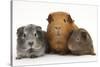 Mother Red Guinea Pig with Silver and Chocolate Babies in Line-Mark Taylor-Stretched Canvas