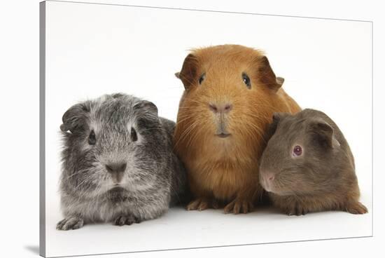 Mother Red Guinea Pig with Silver and Chocolate Babies in Line-Mark Taylor-Stretched Canvas