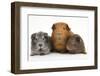 Mother Red Guinea Pig with Silver and Chocolate Babies in Line-Mark Taylor-Framed Premium Photographic Print