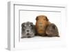 Mother Red Guinea Pig with Silver and Chocolate Babies in Line-Mark Taylor-Framed Premium Photographic Print